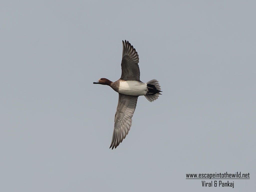 Eurasian Wigeon